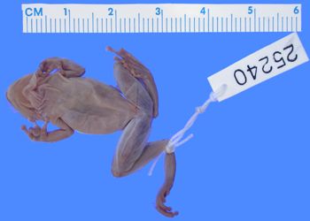 Media type: image; Herpetology A-25240
